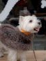 Shop Dog Cape Coat at BONDIR - Stylish Pet Clothing Collecti