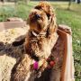 Top Rated Dog Boarding Services In Houston, Texas At The Dog