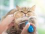 Keep Your Cat Happy and Healthy with Professional Grooming