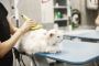 Mobile Cat Grooming at Your Doorstep
