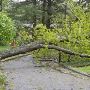 Conroe Tree Removal