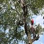 Tree Trimming Services