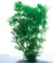 Aquatic plants 