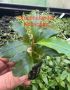 Aquarium Plant Bucephalandra