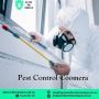 Expert Pest Control Services in Coomera – Safe, Reliable