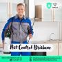 Professional Pest Control Service in Brisbane 
