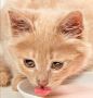 Top-Rated Cat Grooming Near Me – Affordable & Trusted Servi