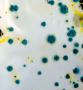 Expert Commercial Mold Testing in Malibu