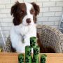The Importance of Dog Poop Bag Holders