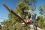 The Tree Guy for Safe Response for an Emergency Tree Removal