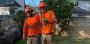 Expert Tree Trimming Services in San Angelo, Texas -The Tree