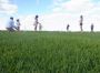 Lawn Suppliers Adelaide
