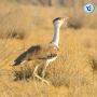 Project Great Indian Bustard