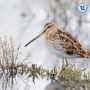 Winter Migratory Birds