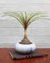 Plants for Corporate Gifting for Memorable Business Gestures