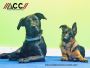 Dog Training Vero Beach