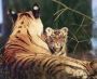 Browse Panna Safari Booking, and Panna National Park Tour 