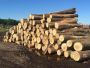 Indonesia Raises Investment to Grow Local Wood Processing