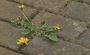 Resilience: build Skills to overcome hardship