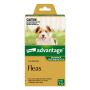 Advantage For Small Dogs Up To 4Kg (Green) | VetSupply Advantage For Small Dogs Up To 4Kg (Green) | VetSupply