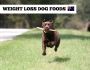 Weight Control Dog Food Online | Low-Calorie & Healthy Diet