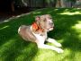 Synthetic Grass for Dogs