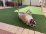 Removal Dog Urine Smell from Synthetic Grass