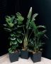 Urban Jungle Plants & Pottery: Unmatched Plant Selection in 