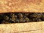 EVO Pest Control - Pest Control Solutions in Kensington