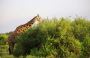Discover the Best African Safari Tour Companies