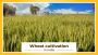 Wheat Cultivation and it's Processed in India