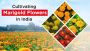 Know about Marigold Flower Farming Business 