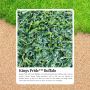 Transform Your Lawn with the Best Buffalo Grass