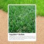 Buffalo Sapphire Turf Price Lush, Durable, and Perfect for A