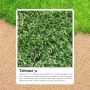 Transform Your Garden with Tahoma 31 Turf