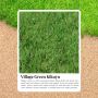 Achieve a Lush Lawn with Grass Kikuyu