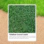 Enjoy a Drought-Resistant Lawn with Windsor Green Couch Gras
