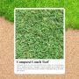 Get a Beautiful Lawn Year-Round with Conquest Couch