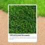 Transform Your Lawn with Tiftuf Grass