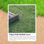 Achieve the Perfect Lawn with Kings Pride Buffalo Grass