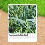 Say Goodbye to Patchy Lawns with Sapphire Soft Leaf Buffalo
