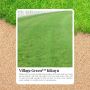 Get a Picture-Perfect Lawn with Village Green Kikuyu Price