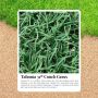 The Toughest, Most Resilient Turf Yet with Tahoma Turf