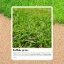Best Buffalo Turf Varieties for Australian Homes
