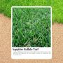Transform Your Yard with Sapphire Turf