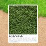 Zoysia Australis Is the Low-Maintenance Lawn Aussie Homes Lo