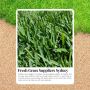 Transform Your Yard Must-Have Lawn Supplies in Sydney Transform Your Yard Must-Have Lawn Supplies in Sydney
