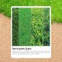 The Softest Lawn Ever: Grass Types Your Feet Will Love