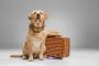 Understanding The Philippine Airlines Pet Policy Understanding The Philippine Airlines Pet Policy