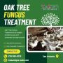 Oak Tree Fungus Treatment in San Antonio
